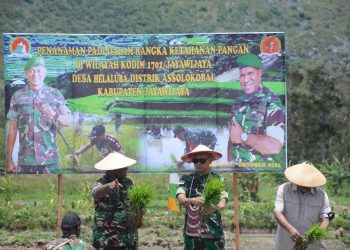 Lahan Persawahan di Pegunungan Tengah