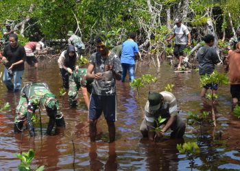 KOREM 172/PWY BERSAMA MAHASISWA UNCEN TANAM 500 MANGROVE DI PANTAI ENGGROS ABEPURA