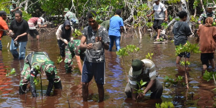 KOREM 172/PWY BERSAMA MAHASISWA UNCEN TANAM 500 MANGROVE DI PANTAI ENGGROS ABEPURA