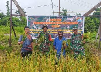 Kodim 1715/ Yahukimo Dan Pemda Panen Raya Padi Perdana Bersama Masyarakat Kampung Maruku