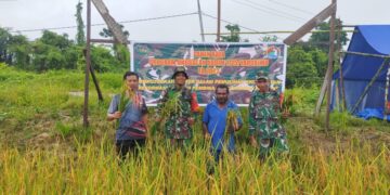 Kodim 1715/ Yahukimo Dan Pemda Panen Raya Padi Perdana Bersama Masyarakat Kampung Maruku