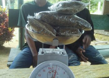 500 Gram Ganja Siap Edar Berhasil Diamankan Satgas Pamwiltasrat RI-PNG Yonif 132/BS
