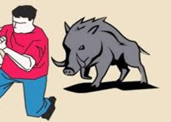 Diserang Babi Liar, Seorang Karyawan Kebun Sawit Di Keerom Mengalami Luka Serius.