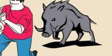 Diserang Babi Liar, Seorang Karyawan Kebun Sawit Di Keerom Mengalami Luka Serius.