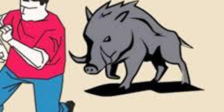 Diserang Babi Liar, Seorang Karyawan Kebun Sawit Di Keerom Mengalami Luka Serius.