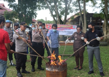 Sat Resnarkoba Polres Keerom Musnahkan 1,714,92 Gram Narkotika Jenis Ganja.