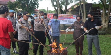 Sat Resnarkoba Polres Keerom Musnahkan 1,714,92 Gram Narkotika Jenis Ganja.