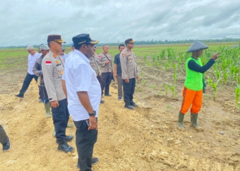 Bupati Kabupaten Keerom Lakukan Pengecekan Lahan Perkebunan Jagung