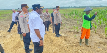 Bupati Kabupaten Keerom Lakukan Pengecekan Lahan Perkebunan Jagung