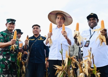 Presiden Jokowi Tinjau Ladang Jagung di Kabupaten Keerom