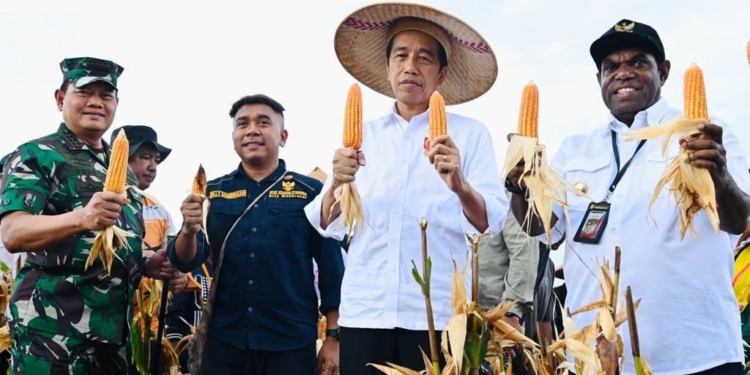 Presiden Jokowi Tinjau Ladang Jagung di Kabupaten Keerom