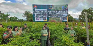 Danrem 172/PWY Pimpin Panen Raya Dilahan Ketahanan Pangan Kodim 1701/Jayapura