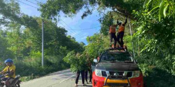 Respon Keluhan Warga, Tim SAR Brimob Polda Papua dan LKKJ Bersihkan Dahan Pohon yang Menghalang