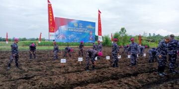 Wujudkan Program Pemerintah, TNI AL Laksanakan Penanaman Jagung dan Budidaya Ikan Nila