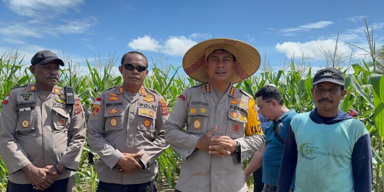 Diakhir Masa Jabatan, Kapolresta Victor Mackbon Panen Lahan Ketahanan Pangan