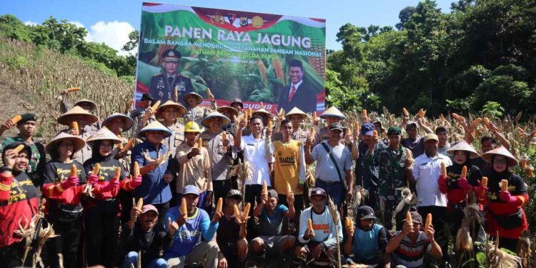 Polda Papua Gelar Panen Raya Jagung, Wujud Nyata Dukung Ketahanan Pangan Nasional