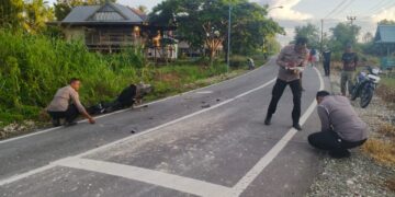 Gerak Cepat Sat Lantas Polres Keerom Tangani Laka Lantas Di Tikungan Rumah 40