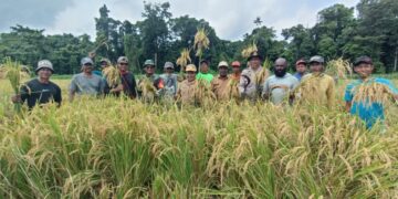 Dukung Ketahanan Pangan Nasional, Kapolsek Senggi Monitoring Panen Padi Di Kampung Woslay
