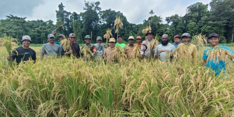 Dukung Ketahanan Pangan Nasional, Kapolsek Senggi Monitoring Panen Padi Di Kampung Woslay