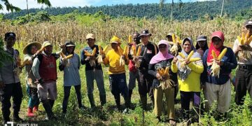 Panen Jagung di Kampung Maidey, Sinergi Polsek Makimi dan Petani Lokal.