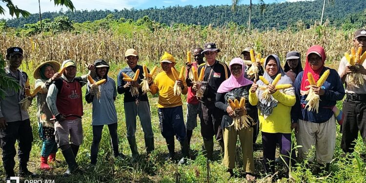 Panen Jagung di Kampung Maidey, Sinergi Polsek Makimi dan Petani Lokal.