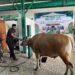 Momentum Idul Adha, Korem 172/PWY Teguhkan Nilai Keikhlasan dan Kepedulian Sosial