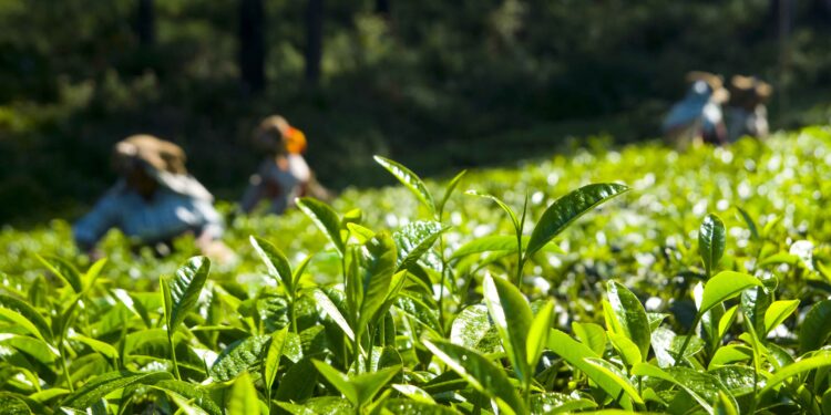 John NR Gobai :Harapkan Alat Pertanian Modern untuk Tingkatkan Produksi Petani