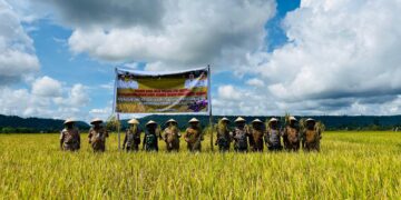 Panen Raya 250 Hektare di Kampung Bumi Raya, Nabire Barat, Dukung Kedaulatan Pangan Berkelanjutan Papua Tengah
