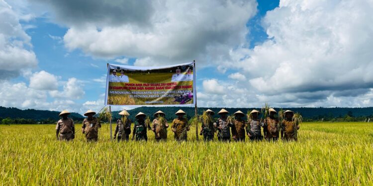 Panen Raya 250 Hektare di Kampung Bumi Raya, Nabire Barat, Dukung Kedaulatan Pangan Berkelanjutan Papua Tengah