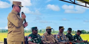 Wakil Bupati Nabire Apresiasi Petani dalam Panen Raya 250 Hektar dan Ajak Anak Muda Jadi Pahlawan Pangan