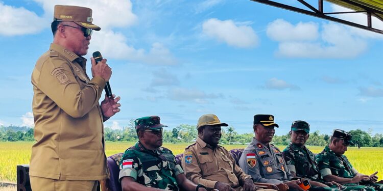 Wakil Bupati Nabire Apresiasi Petani dalam Panen Raya 250 Hektar dan Ajak Anak Muda Jadi Pahlawan Pangan