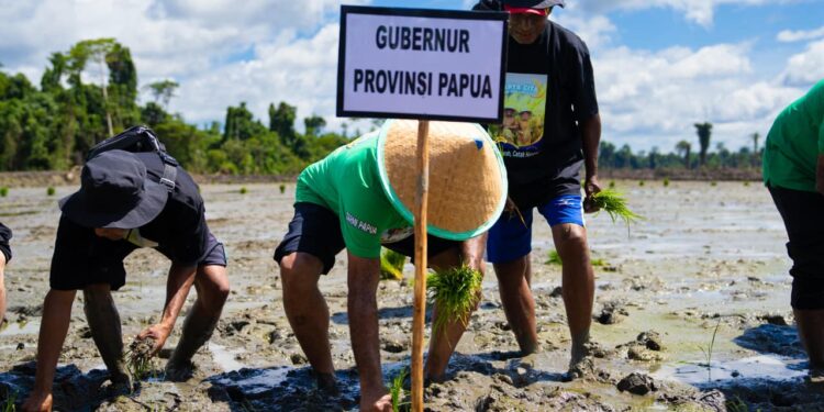 Lakukan Tanam Padi di Bonggo, Gubernur Berharap Papua Jadi Lumbung Padi di Tanah Papua
